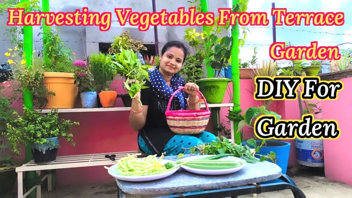 Terrace Garden Harvesting | Crafts for Garden | Gardening Tips | Plastic Bottle Craft Ideas |