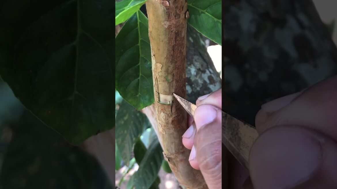 Easy  H Cut Grafting Method  on Guava Tree EP081