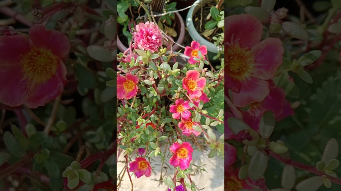 गर्मियो में ये पौधा जरूर लगाए#shorts#gardening#flowersplant #viralshorts
