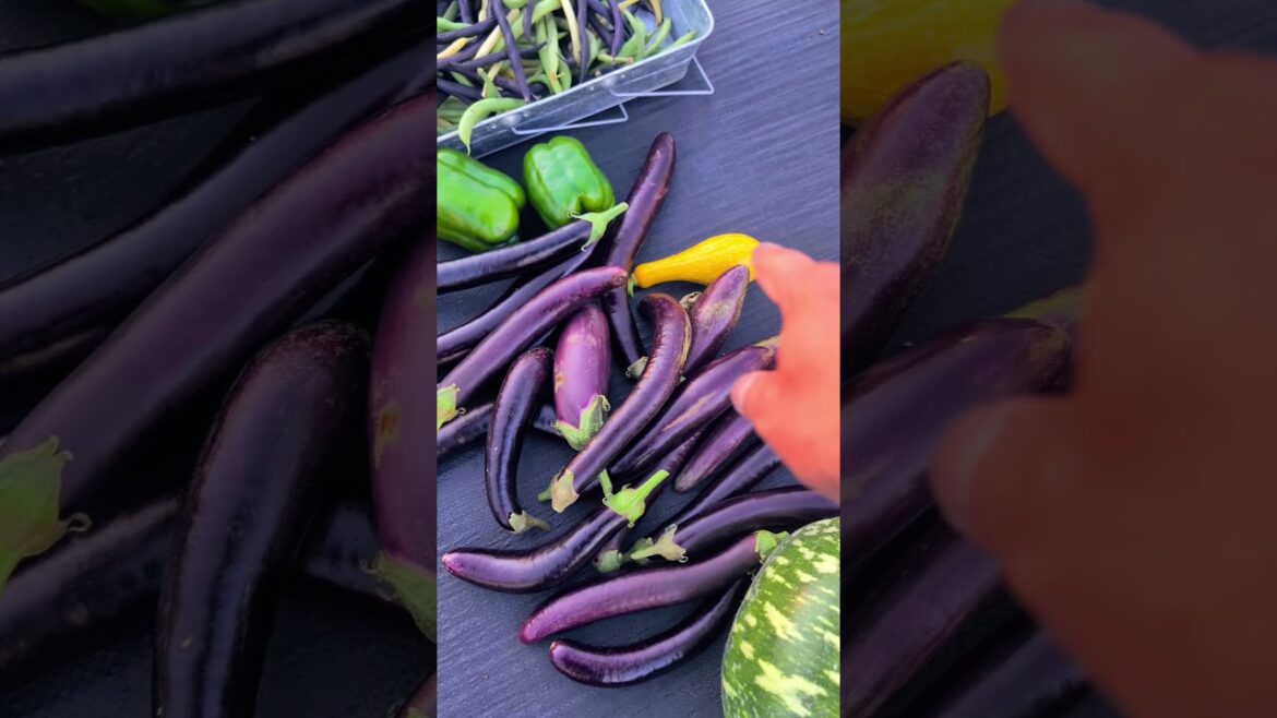 Today's Harvest From my Backyard Vegetable garden in Late Fall 🍁🍂#longisland #newyork #garden