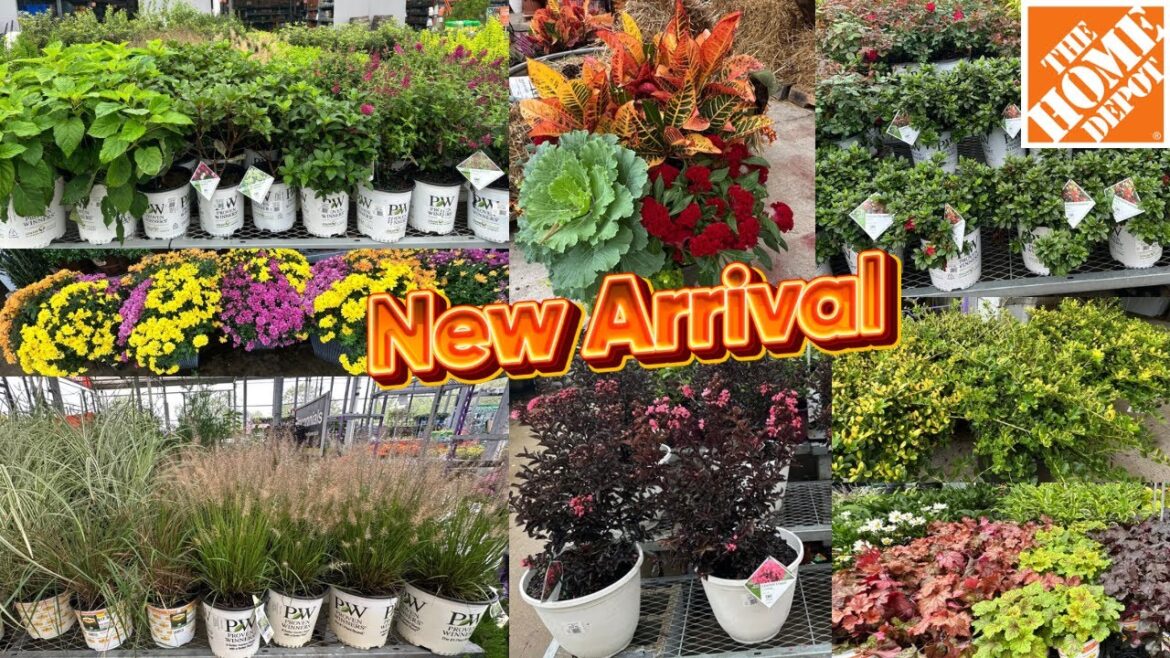 New! Home Depot Garden Center Fall 2024 Flowering Shrubs Perennials Evergreens  #fall #gardening