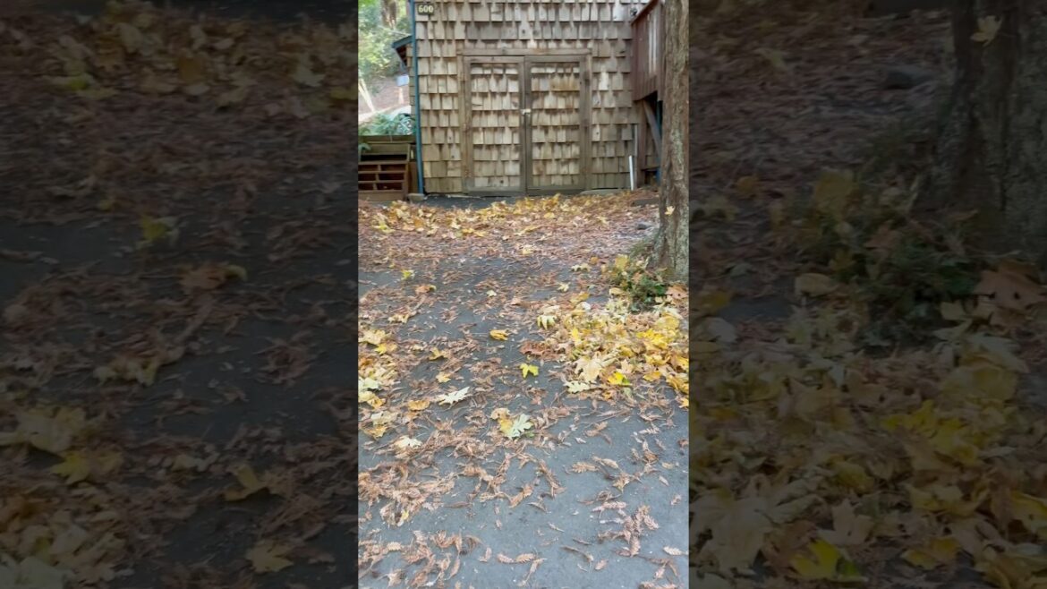 Drama Over Yard Maintenance #garden #lawncare #shorts