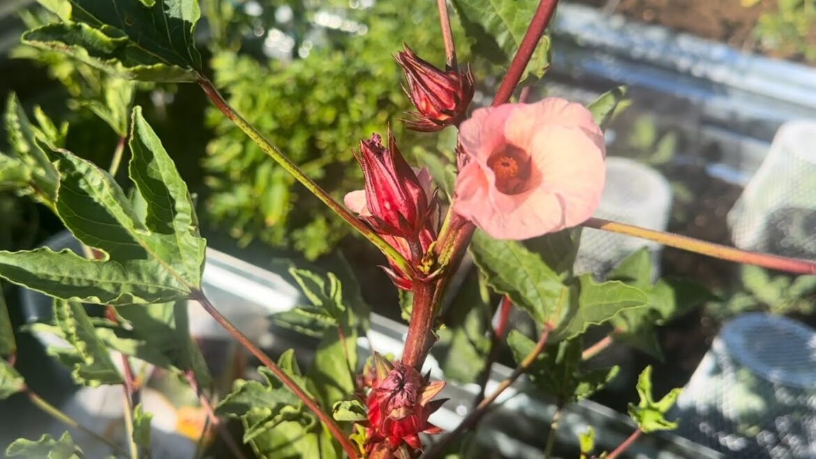 Garden overview and future plans