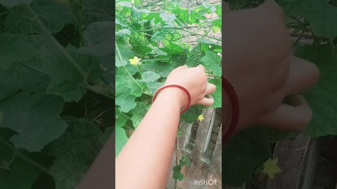 The Gardener Who Speaks To The Plants#ownvoice #own dialogue #plant wishpers