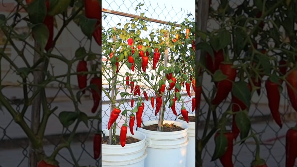 Container garden- Chili growing tips #shorts #v87garden #gardening #chili