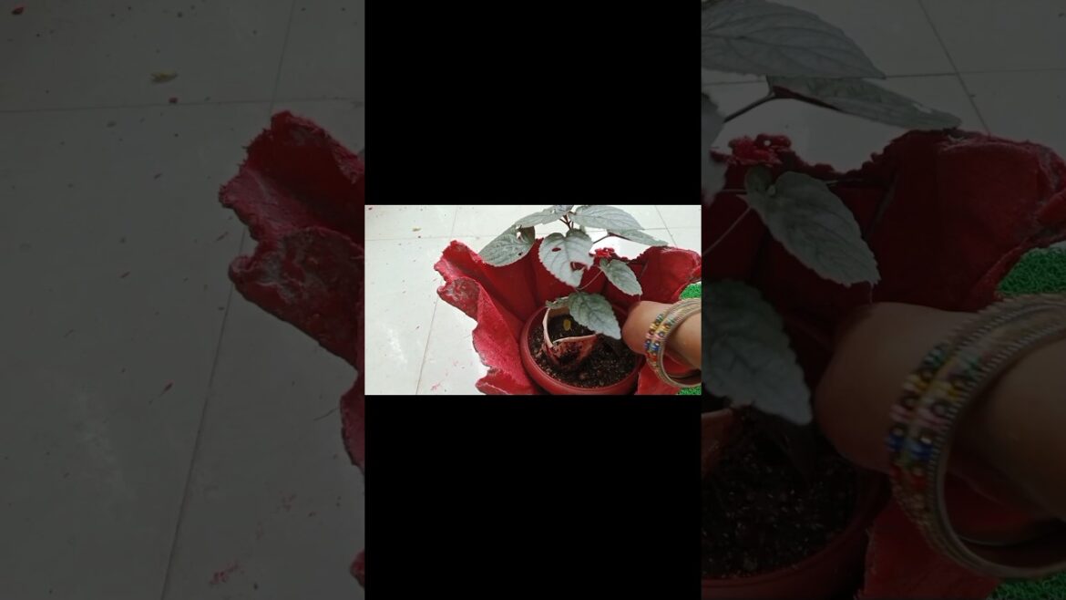 Home made beautiful pot ЁЯНп#shorts #gardening #plants#viralshort Home made beautiful pot ЁЯНп#shorts #gardening #plants#viralshort