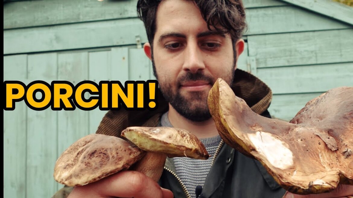 I Found The World's Most Expensive Mushroom In My Garden! Porcini | Cep | Penny Bun | Boletus Edulis