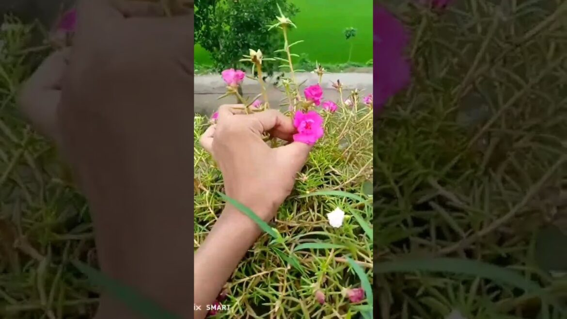 ফুলের করা ভিডিওগ্রাফি❤️/chuttamale ফুলের করা ভিডিওগ্রাফি❤️/chuttamale