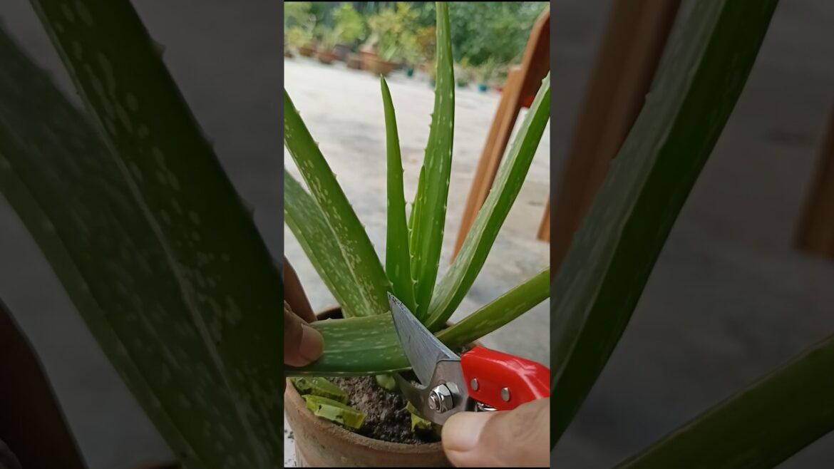 Aloe Vera Growth Hack: Bulb Cutting Technique!” 🌱 #shorts #aloevera #cutting #growth Aloe Vera Growth Hack: Bulb Cutting Technique!" 🌱 #shorts #aloevera #cutting #growth