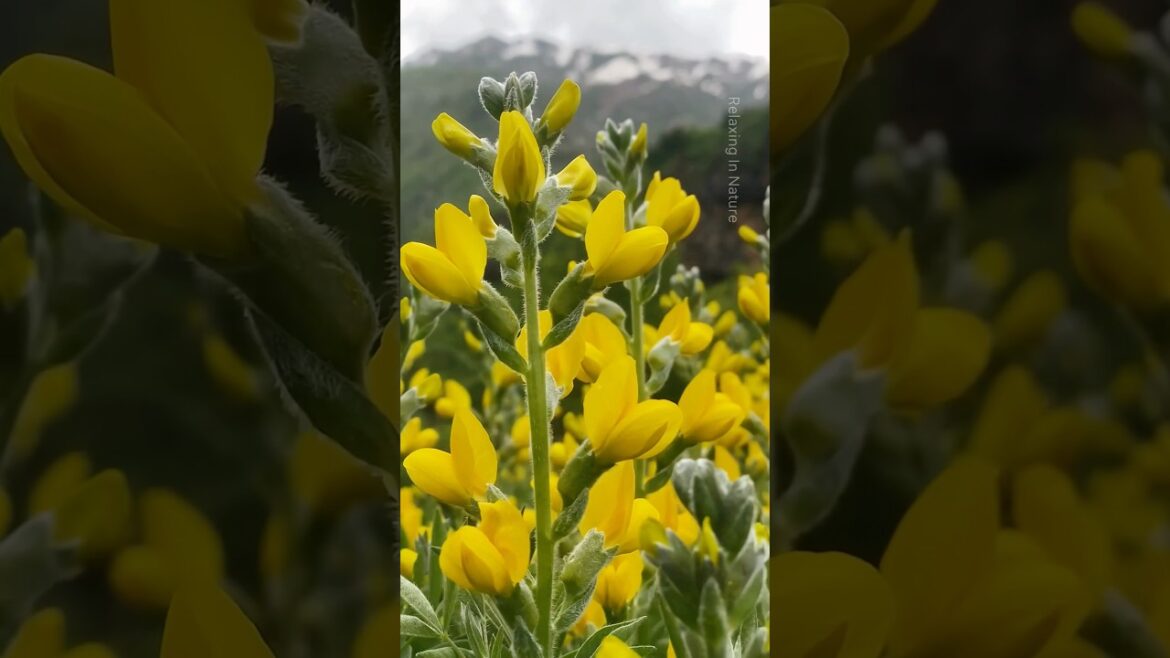 Beautiful Nature and Flowers #relaxingmusic #naturelovers #naturebeauty #happiness #beautiful Beautiful Nature and Flowers #relaxingmusic #naturelovers #naturebeauty #happiness #beautiful