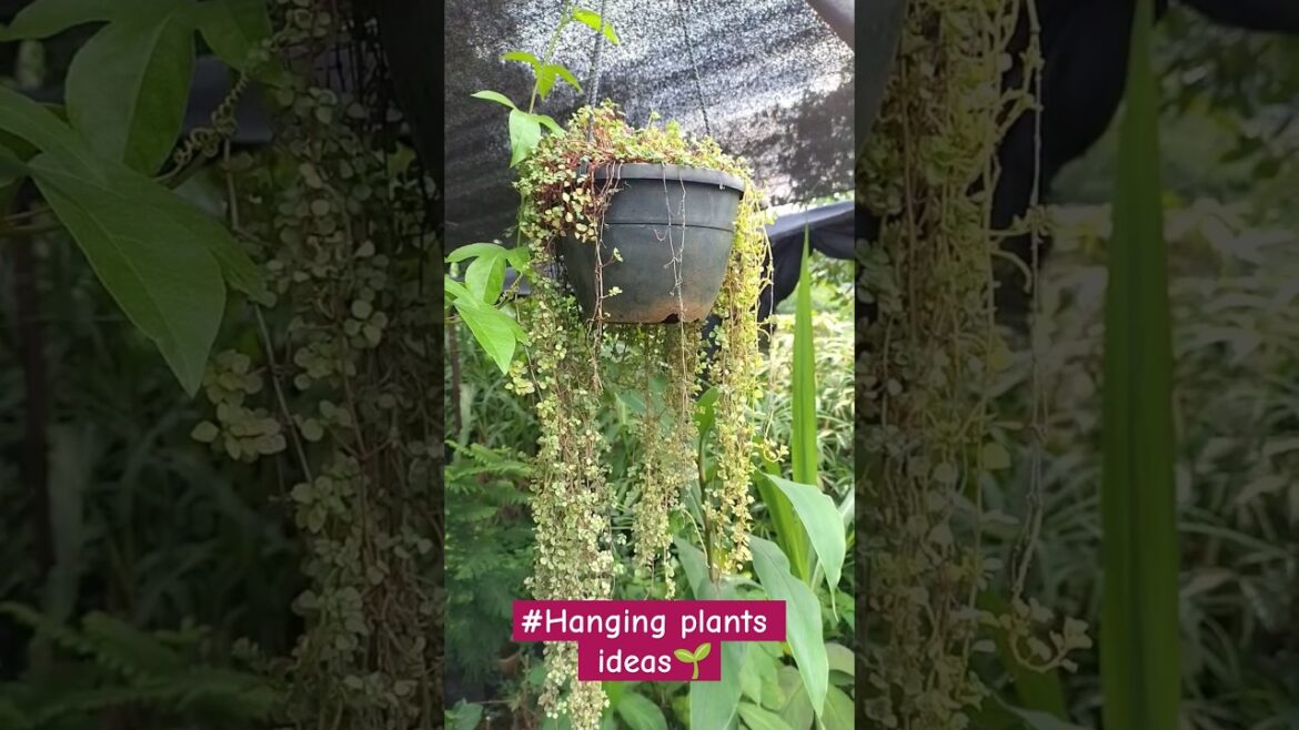 The Most Beautiful Hanging Plants