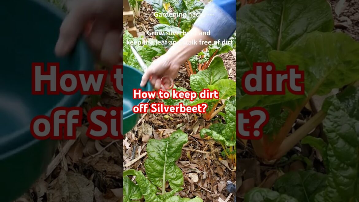 Gardening tips #4 – How to grow silverbeet and keep the dirt out Gardening tips #4 - How to grow silverbeet and keep the dirt out
