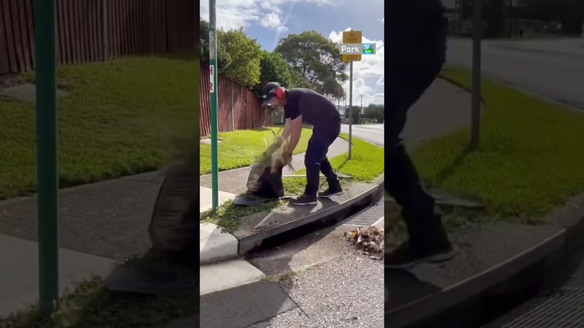 Satisfying hedge trim Stihl HSA 85 #shorts 🧡🔋💪🏼#funny #reaction