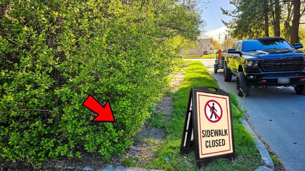 NO WAY This Overgrown Sidewalk Is SAFE To Use | Let’s Restore This Mess! NO WAY This Overgrown Sidewalk Is SAFE To Use | Let's Restore This Mess!
