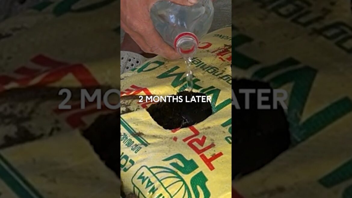 Potato Growing Ideas: Tips for a Successful Harvest #potatoplant #gardening tips😍