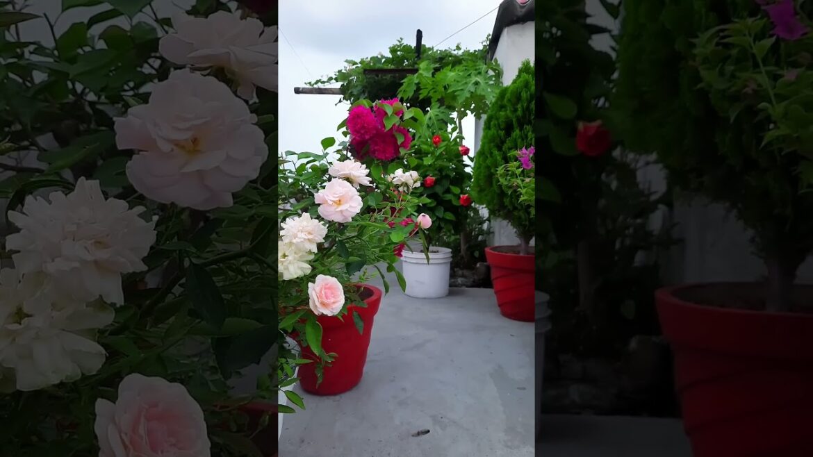 garden flowers view #ssbukhari #birds #ssbukhariofficial