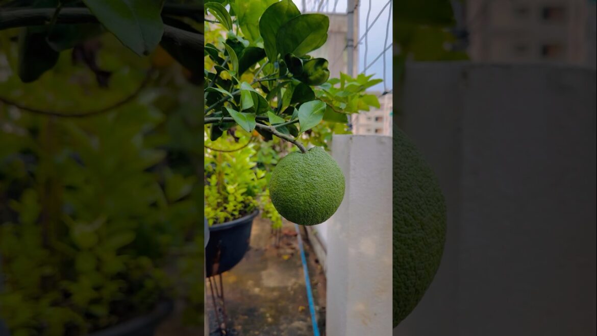 #garden #terracegardens #organicgarden #gardening #nature #gardendesign #terracegarden