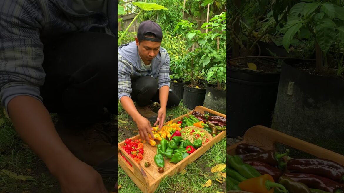 Take me to a place full of peppers🔥