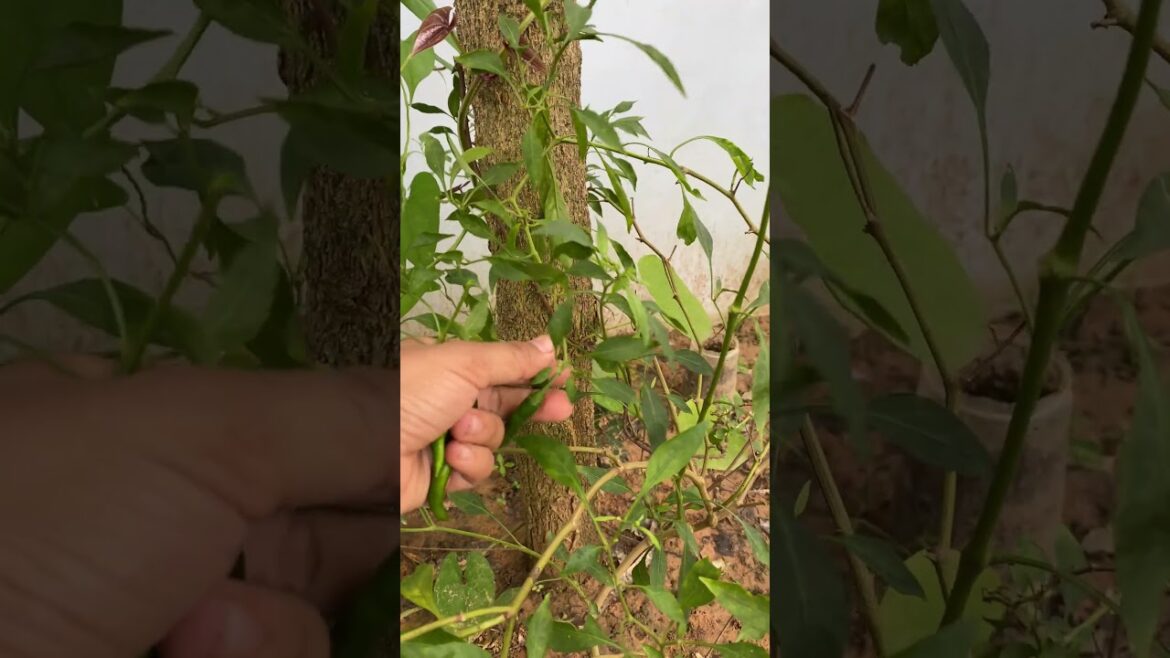 Daily life gardener by meimei / tips for growing/ enjoy with organic vegetable #shorts #gardening