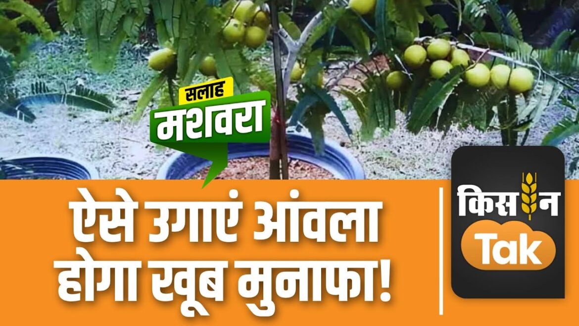 Gardening Tips: अब आप गमले में भी उगा सकते हैं आंवला, ये रहे आसान Tips | Kisan Tak #tipsandtricks Gardening Tips: अब आप गमले में भी उगा सकते हैं आंवला, ये रहे आसान Tips | Kisan Tak #tipsandtricks
