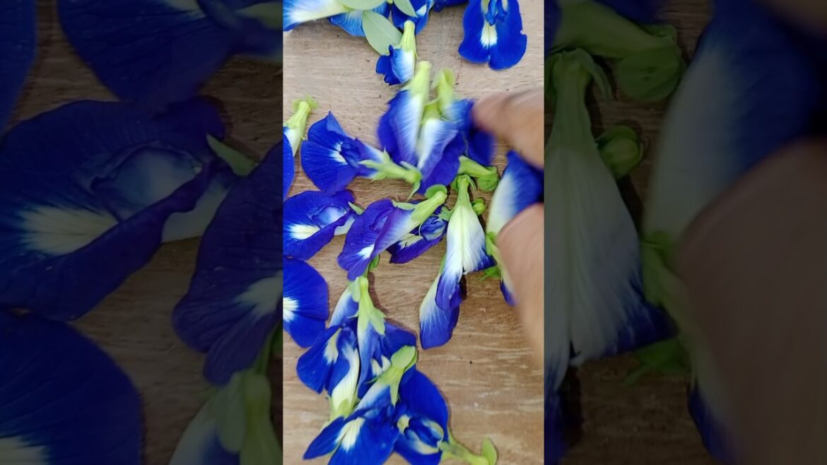 अपराजिता को लगातार फुल कैसे ले ll Aprajita plant #youtubeshorts #gardening#flowers