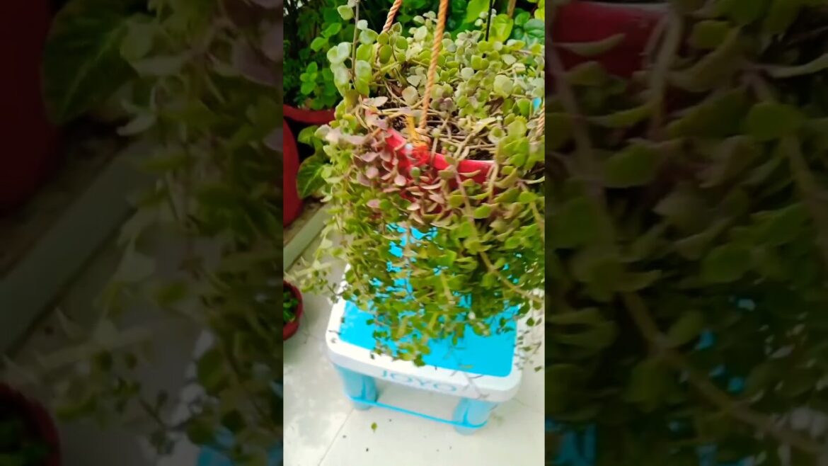 Permanent plants ☘️ easy to grow hanging plants #shorts#gardening #indoorplants