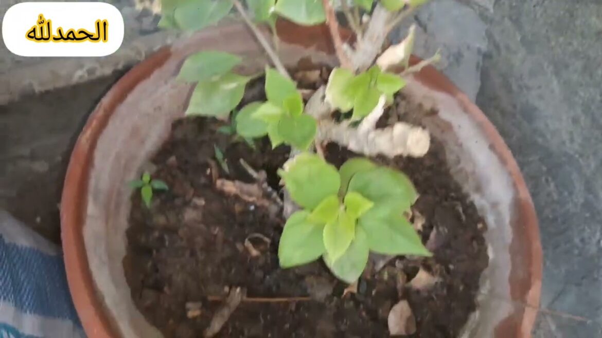 Landscaping Ideas with Beautiful PLANTS at Homeگھر میں خوبصورت پودوں کے ساتھ کے آئیڈیاز؟