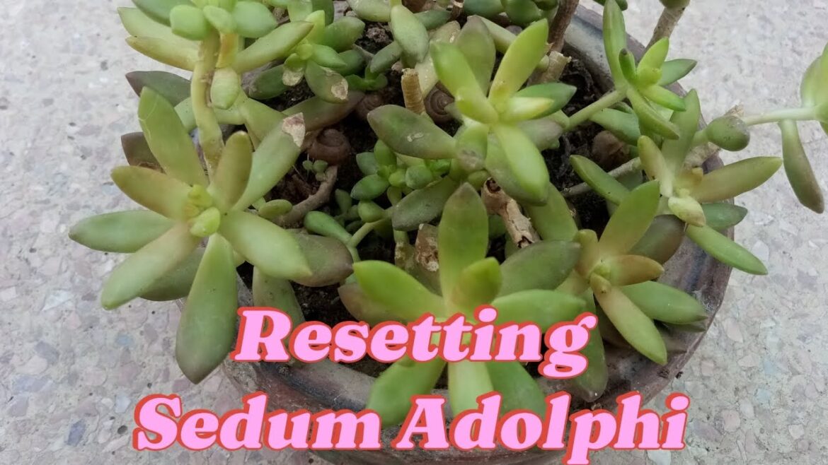 How To Reset A Neglected Sedum Adolphi Succulent | Garden Tips #viralvideo #video #nature #succulent