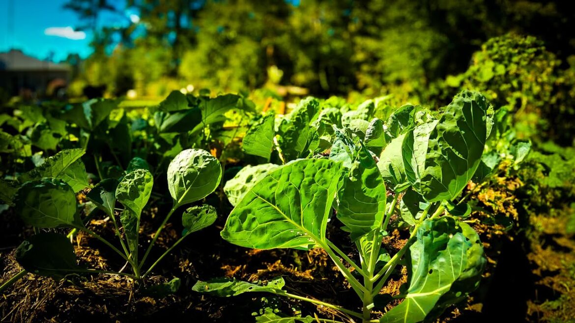 Plant your garden earlier next year MAYBE… Plant your garden earlier next year MAYBE...