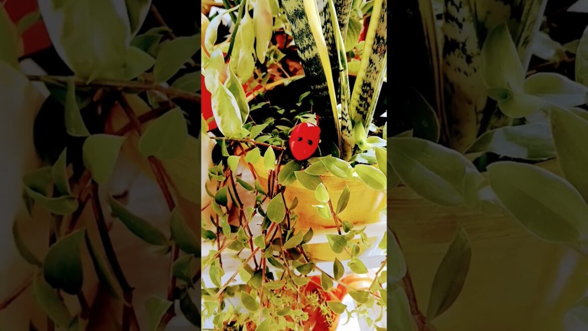 #terracegarden #decoration #garden #design #beautiful #trending #shorts #ytshorts