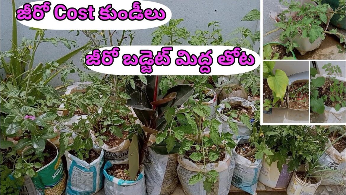 Teracce Garden Ideas ||ఖర్చు లేని టెర్రస్ గార్డెన్ #bellamanusha #gardenideas #telugu #treanding 🌿