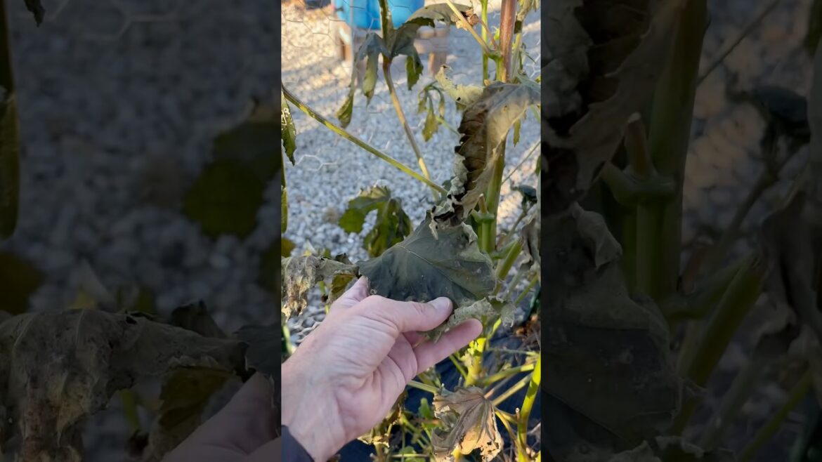 Frost Damage at the Community Garden #vegetablegardening #communitygarden #garden