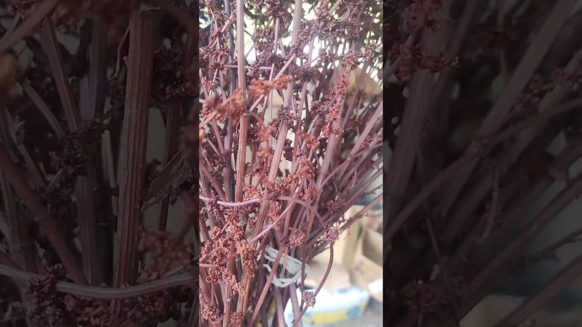 Wild Fiddle dock plant. Edible. Can make a flour from the seeds