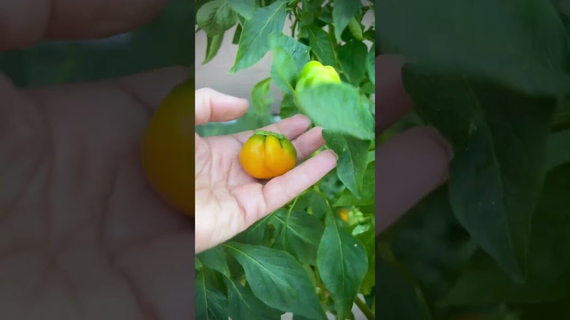 Container Garden - This Week's Harvest