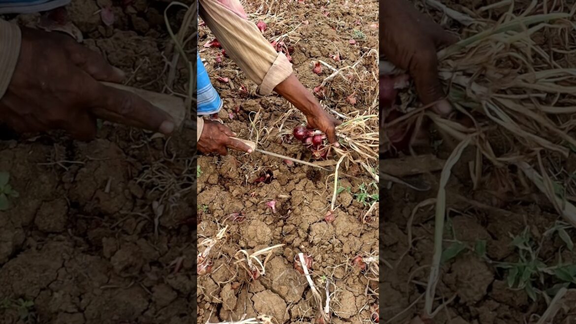 Onion Harvesting #shorts