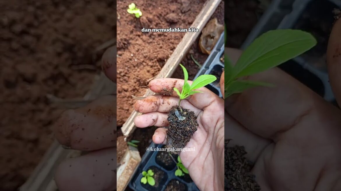 TIPS BERKEBUN - SEEDLING TRAY #shorts #berkebundirumah #gardening #tips