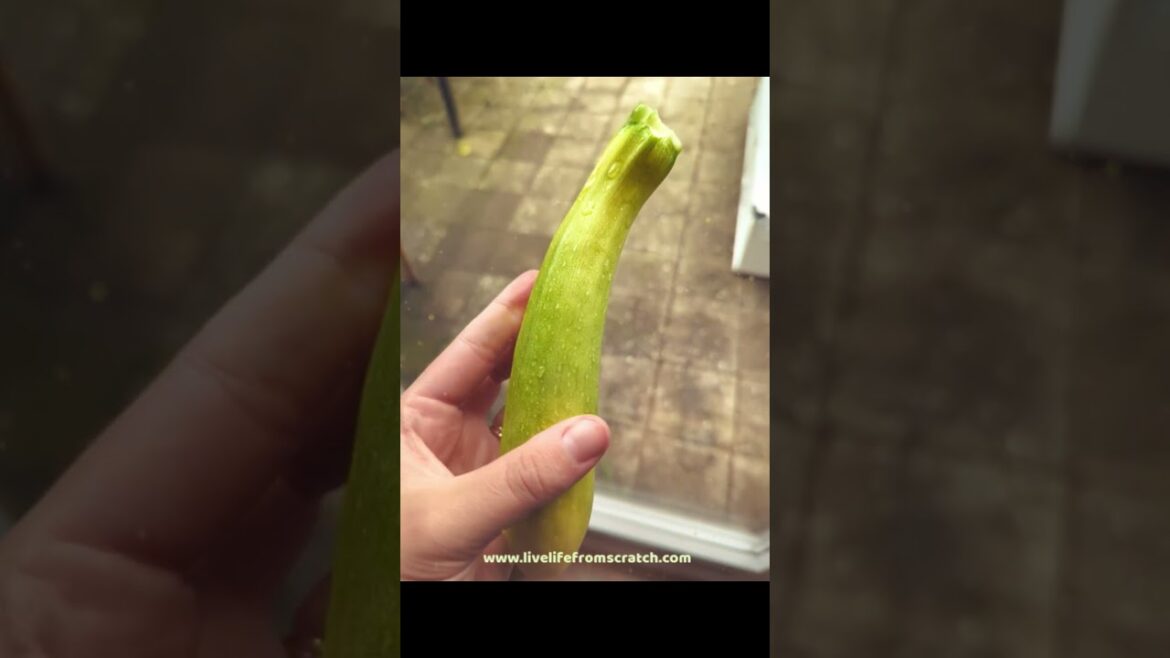 What Happens When Your Zucchini is Cross-Pollinated? #gardening #vegetablegardening #pollinations What Happens When Your Zucchini is Cross-Pollinated? #gardening #vegetablegardening #pollinations