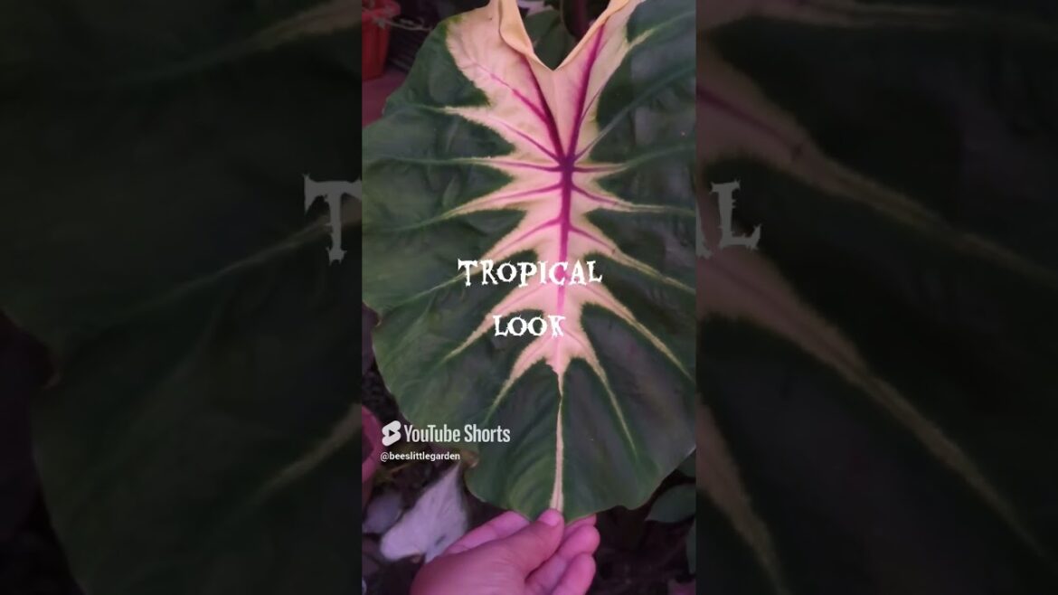 Why Colocasia Light Pillars Are The Coolest Why Colocasia Light Pillars Are The Coolest