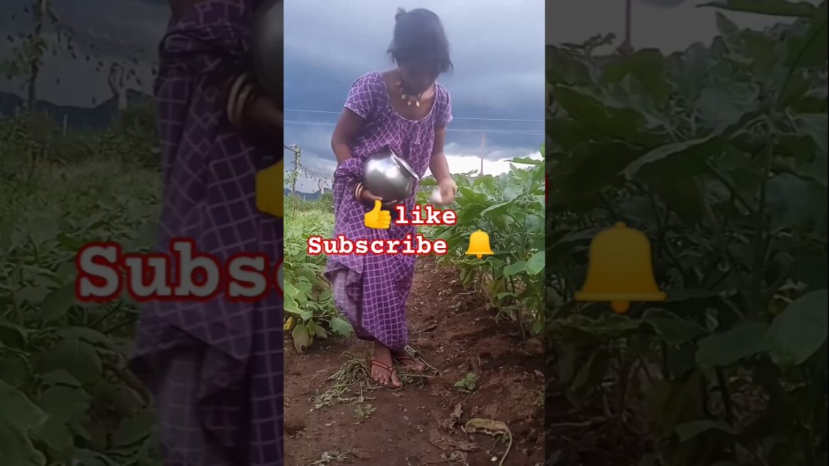 Gardening 🌱🍆#white brinjal#my #garden #shorts #youtube shorts #viralvideo #fatilazer