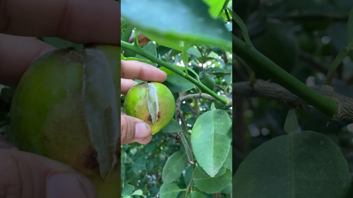 Daily life gardener by meimei / tips for growing/ enjoy with organic vegetable #shorts #gardening