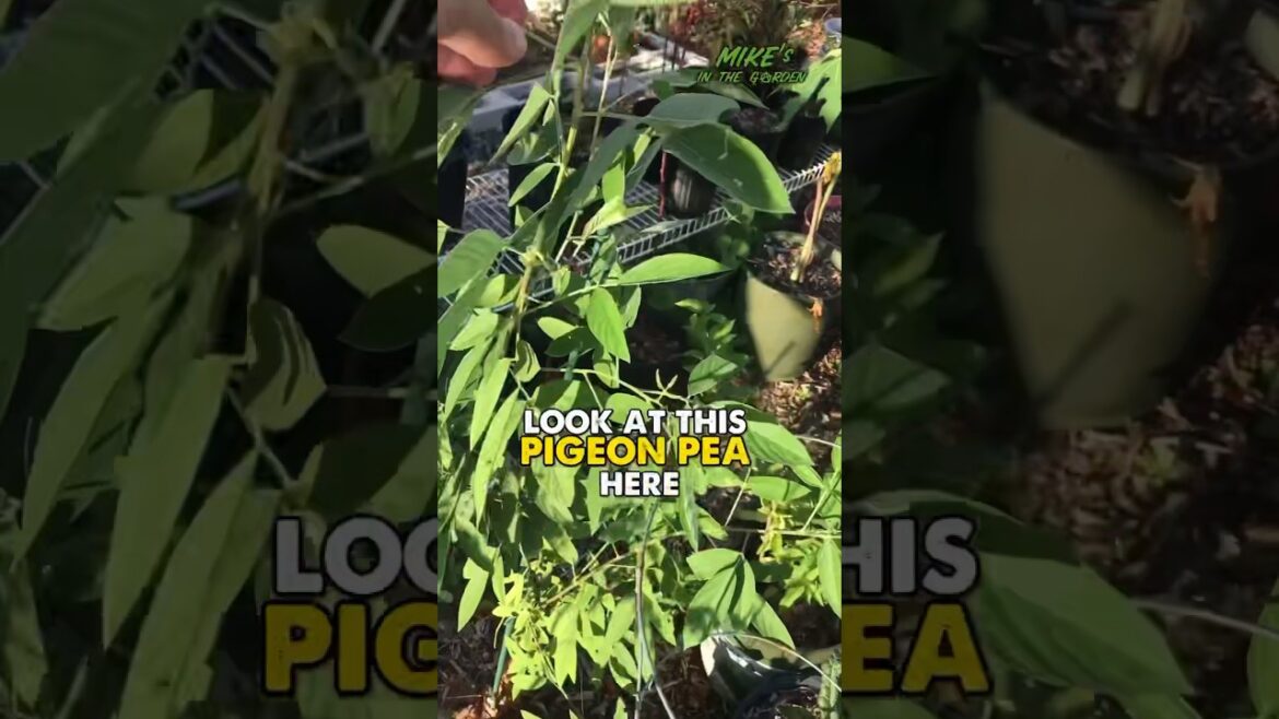 Quality Product!🪴🪴 #garden #gardentips #soil #fertilizer #gardening #foodforest #growyourownfood