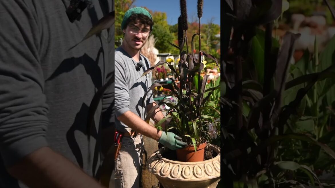 Classic Fall Planters – Let’s Get Started with a Millet-Centered Container Garden! Classic Fall Planters - Let's Get Started with a Millet-Centered Container Garden!