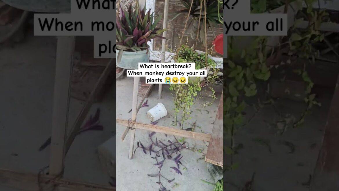 #heartbreak #gardeningwithshivani05 #viralshort #garden #monkeyattack #heartbreak #gardeningwithshivani05 #viralshort #garden #monkeyattack