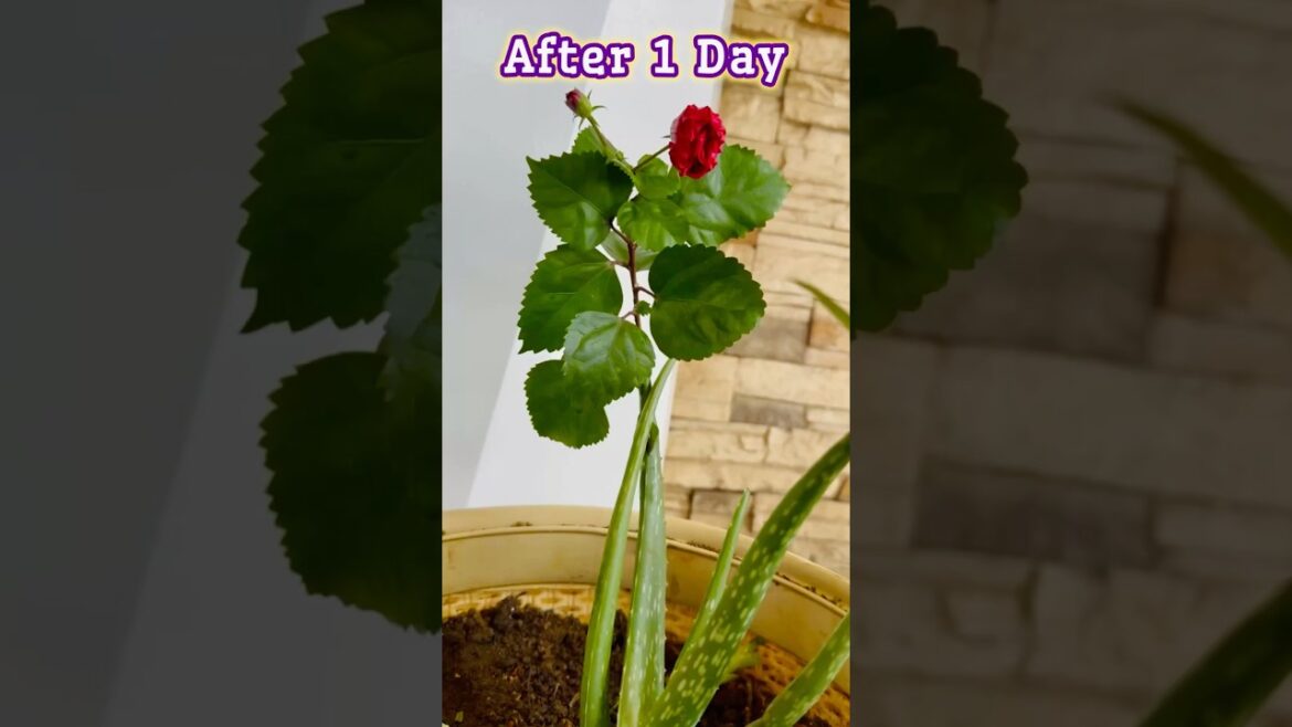 Propagation Of Hibiscus Plant in Alovera || #plants #garden #hibiscus