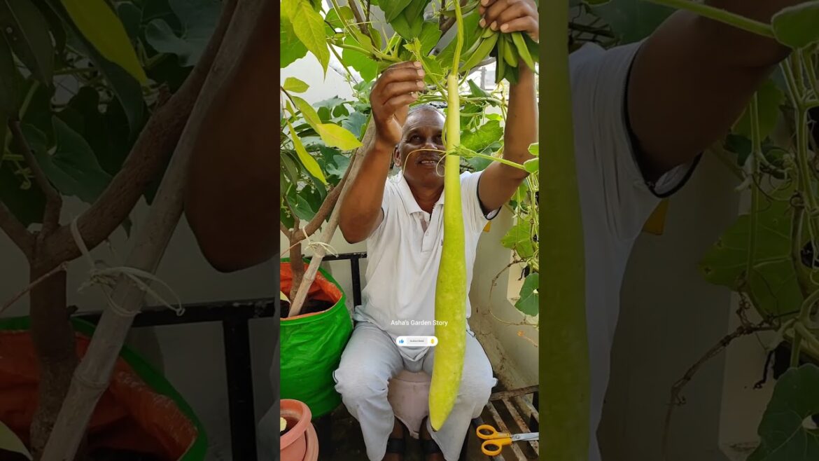 Vegetable Harvesting Video🔥Vegetable Growing At Home✨Long Bottle Gourd Plant#ashasgardenstory#shorts