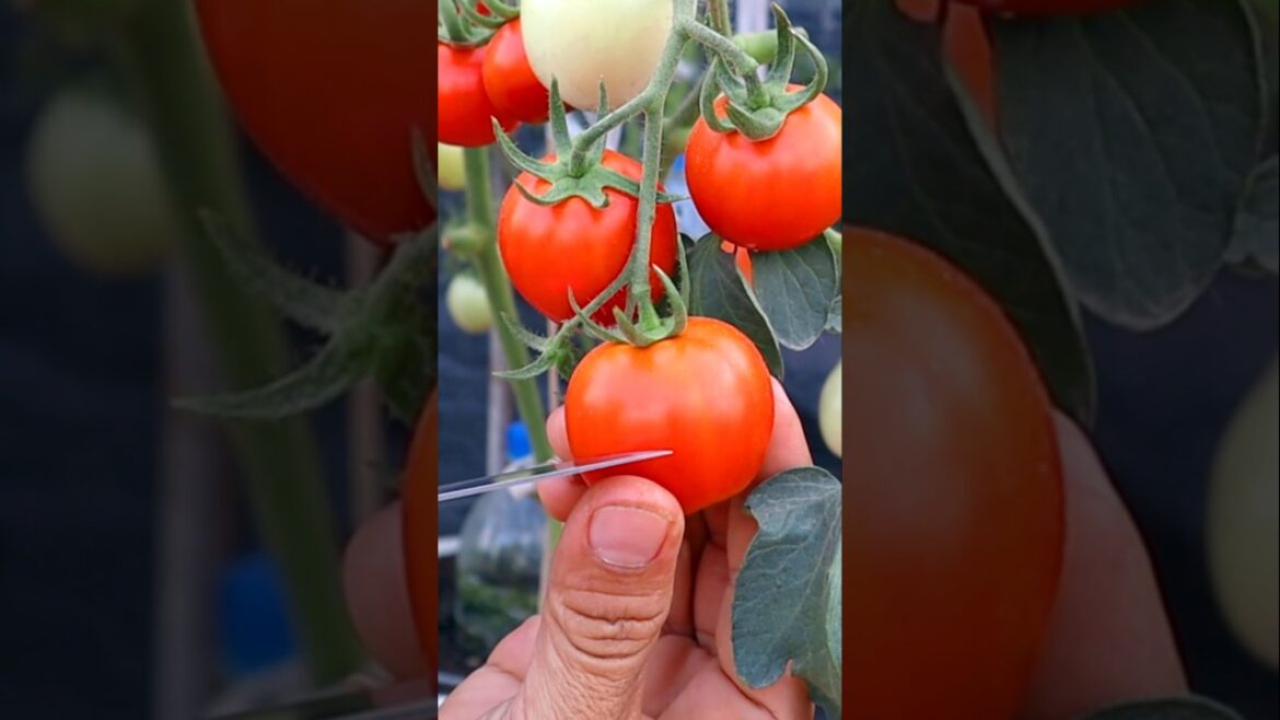Container garden- Tomato cutting #v87garden #tomato #shorts