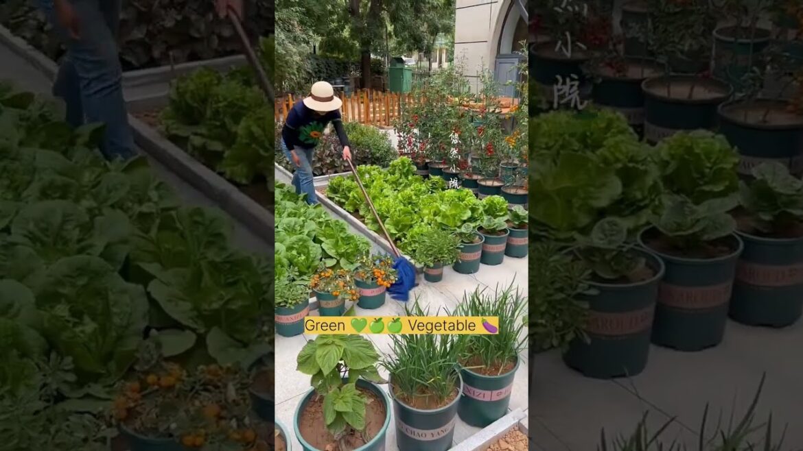 Amazing Vegetable 🥒 🫑🍆Garden: How to Grow Greens at Home #shorts #vegetables