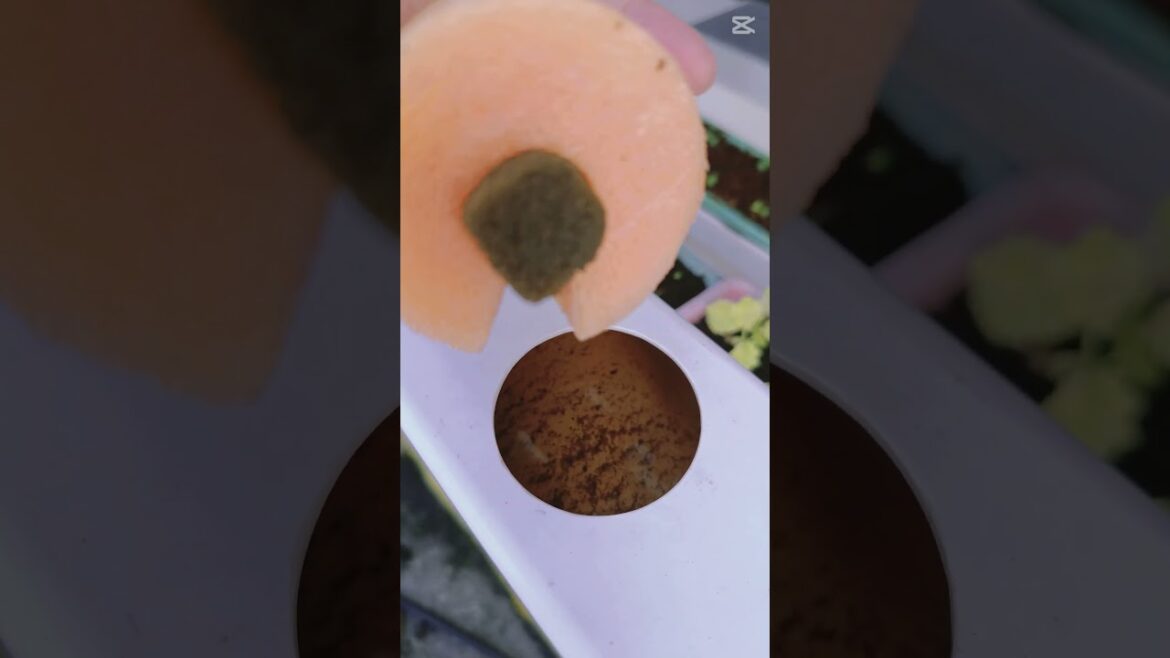 Pool Noodle Gardening DISASTERS You Need to AVOID!