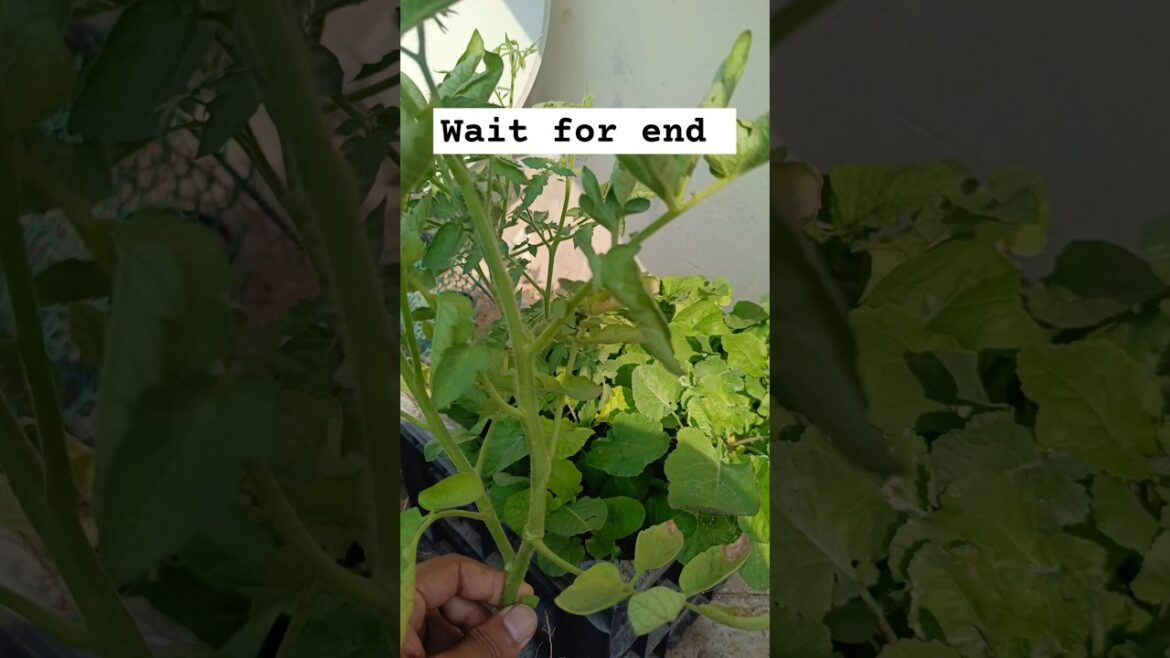 I Tried some Viral Plant Care Tips(DIY)