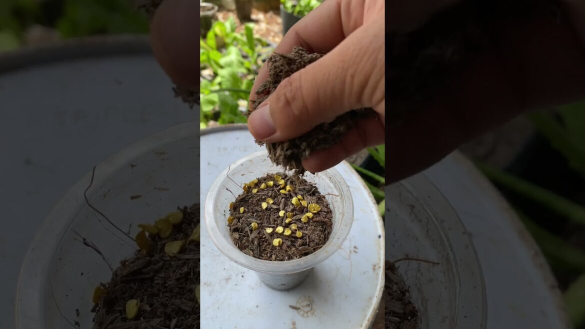 gardening ideas for home / tips for growing/ enjoy with organic vegetable #shorts #gardening